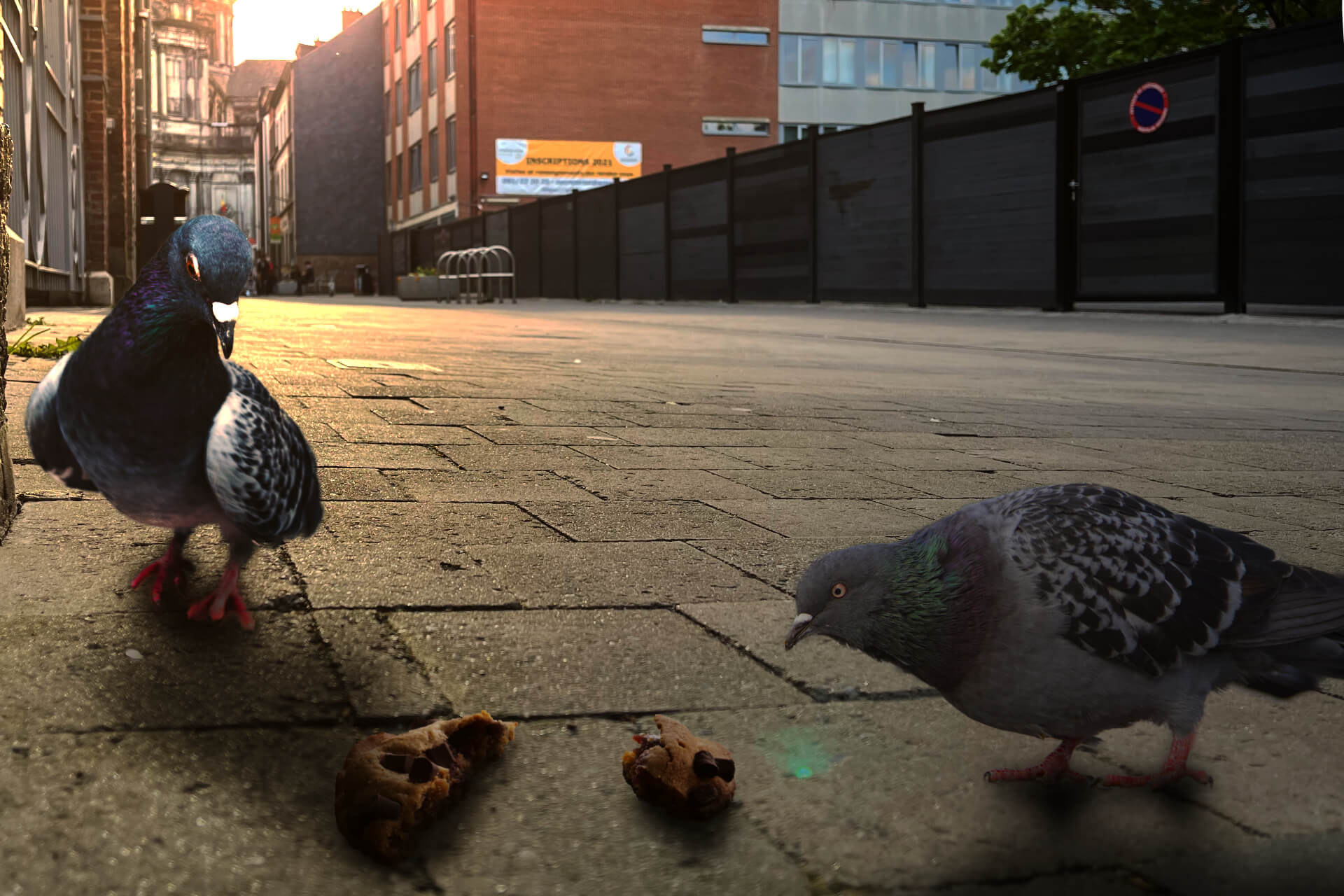 Les pigeons autour du cookie qui à servi pour enlever les enfants de Namur